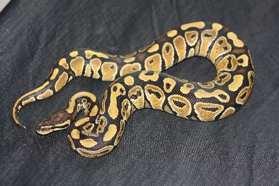 Python regius het russo