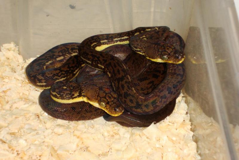 python timorensis