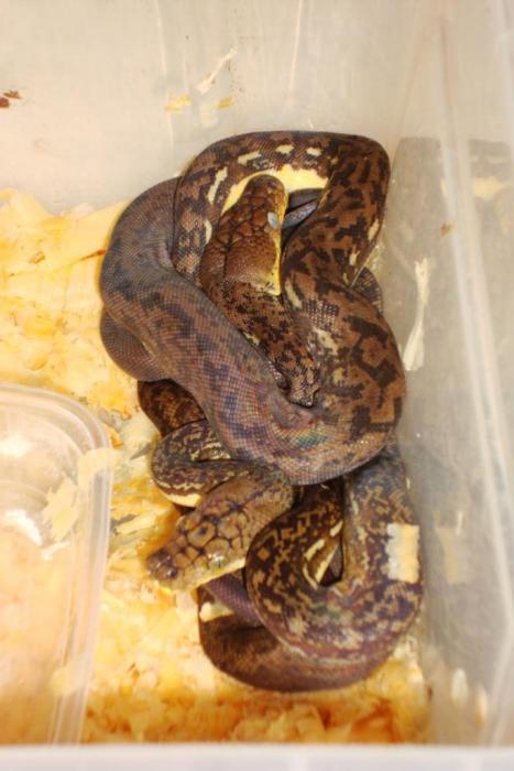 python timorensis