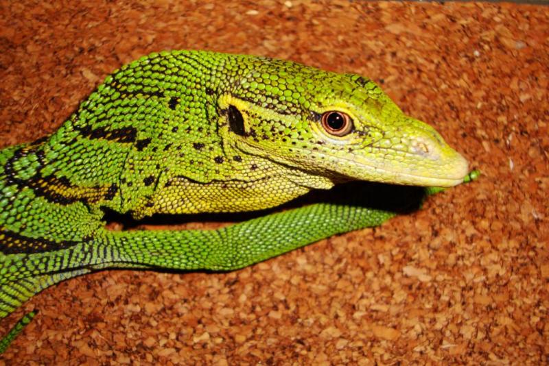 varanus prasinus