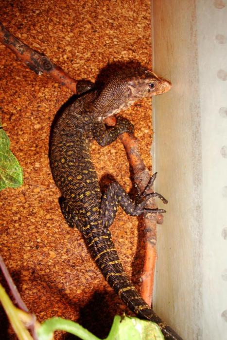 Varanus obor