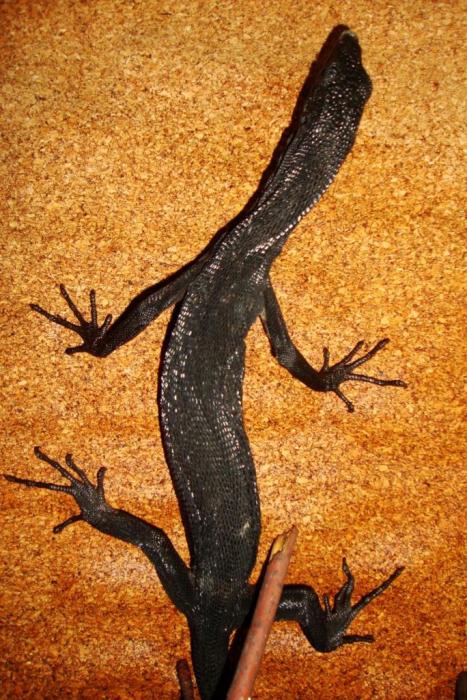 Varanus beccari