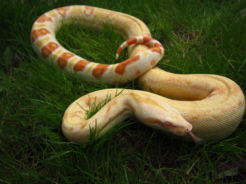 Sharp albino boa