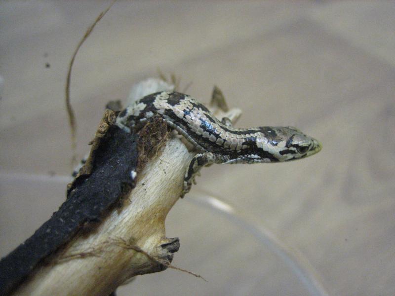 abronia taeniata