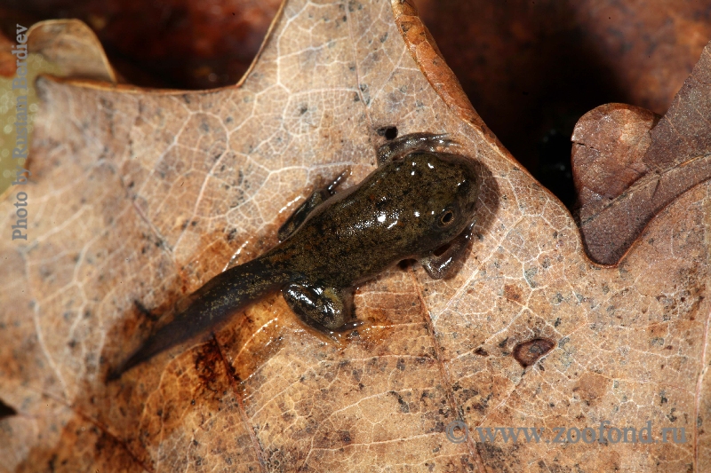 Bufo alvarius