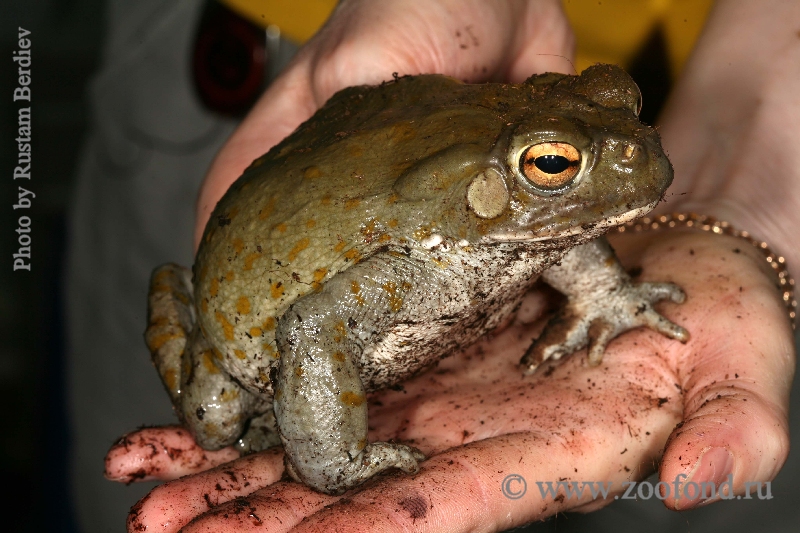 Bufo alvarius