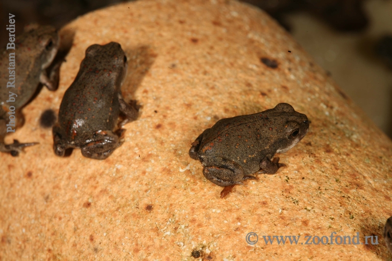 Bufo alvarius