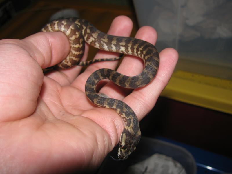 Morelia spilota harrisoni