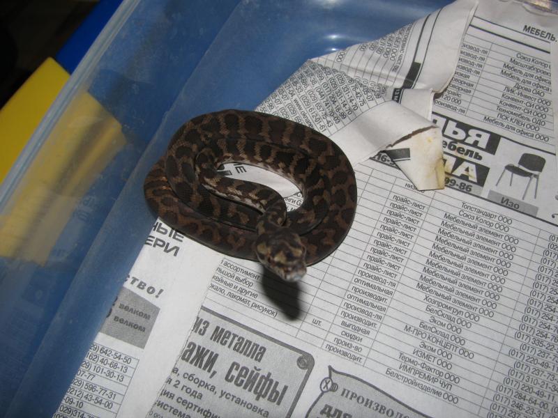 Morelia spilota harrisoni