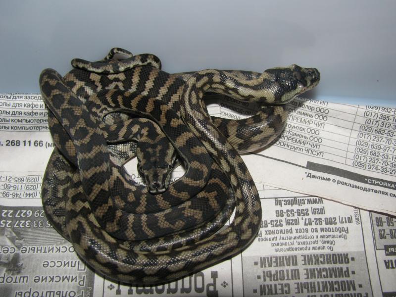 Morelia spilota variegata