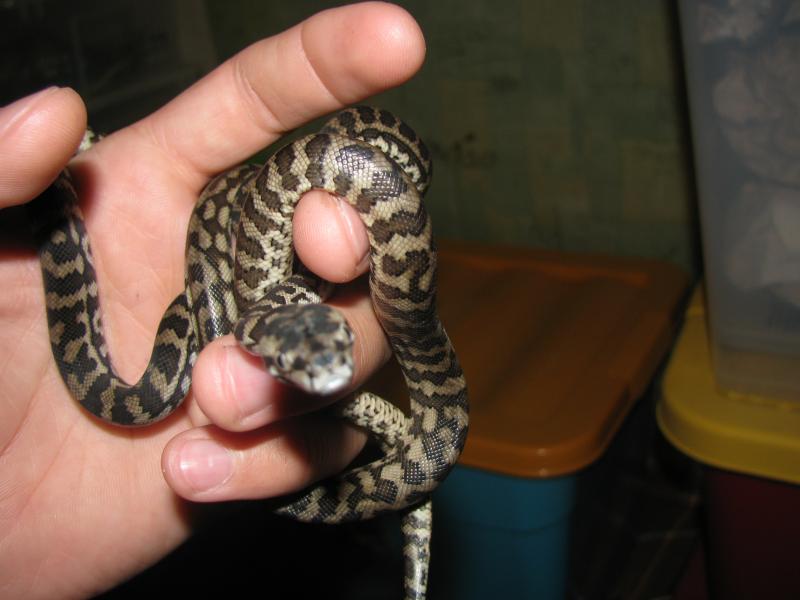 Morelia spilota variegata