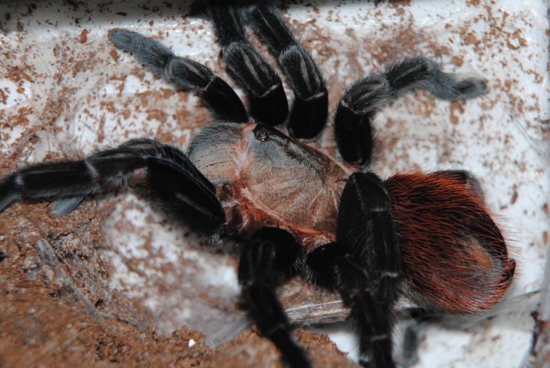 Brachypelma vagans