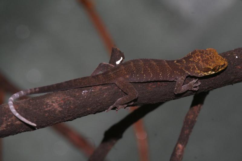 Cyrtodactylus condarensis 1