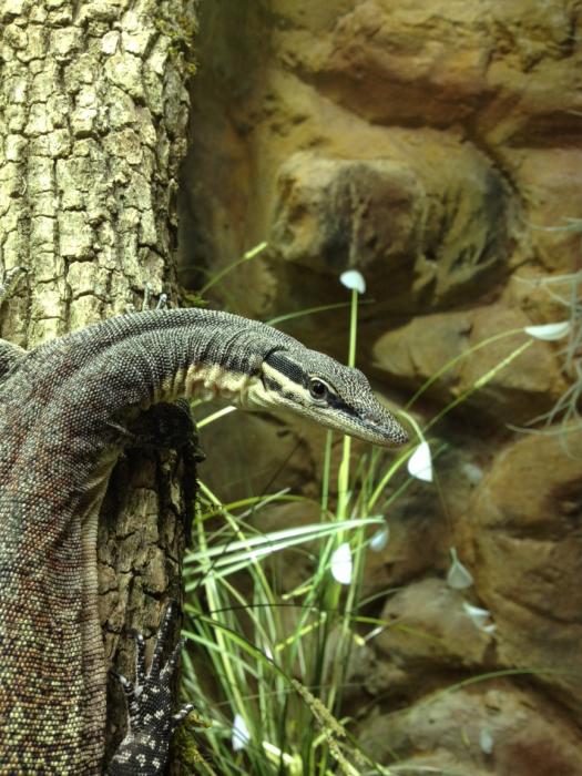 varanus glauerti