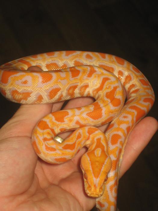 molurus albino