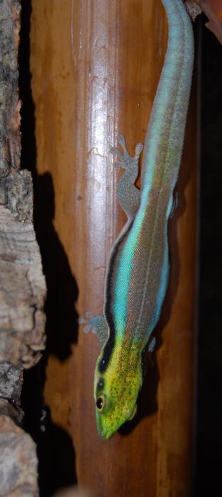 Phelsuma klemmeri