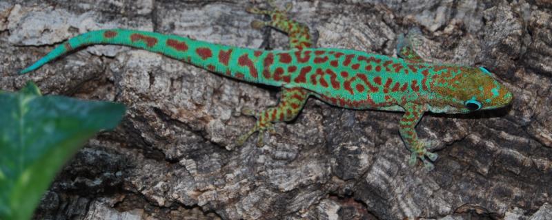 Phelsuma borbonica mater