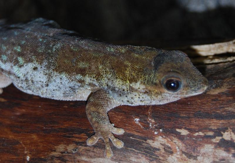 Phelsuma breviceps