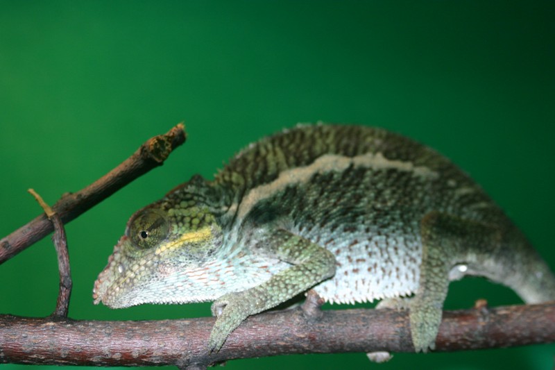 Furcifer pardalis Ambanja