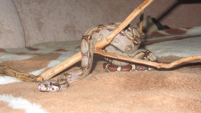 Boa constrictor