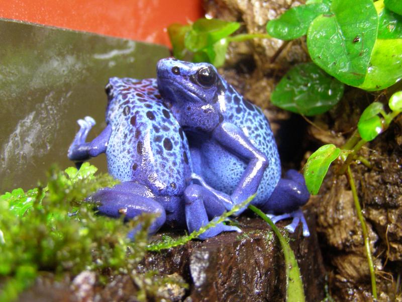 Dendrobates