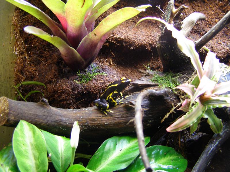 Dendrobates