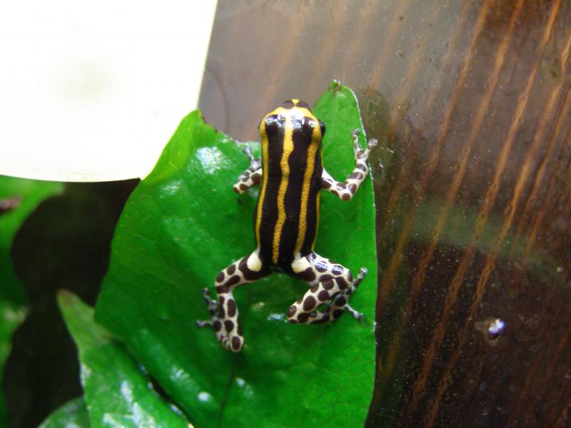 Dendrobates