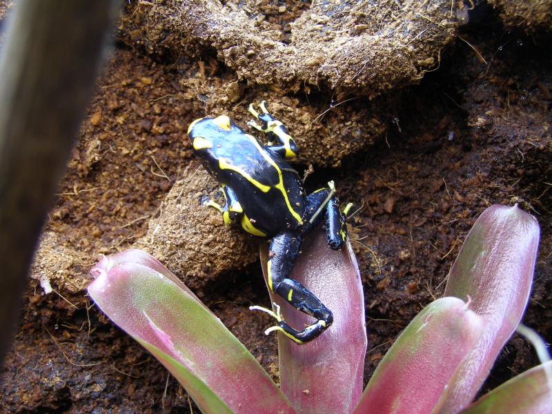 Dendrobates