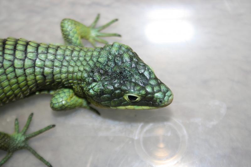 Abronia graminea