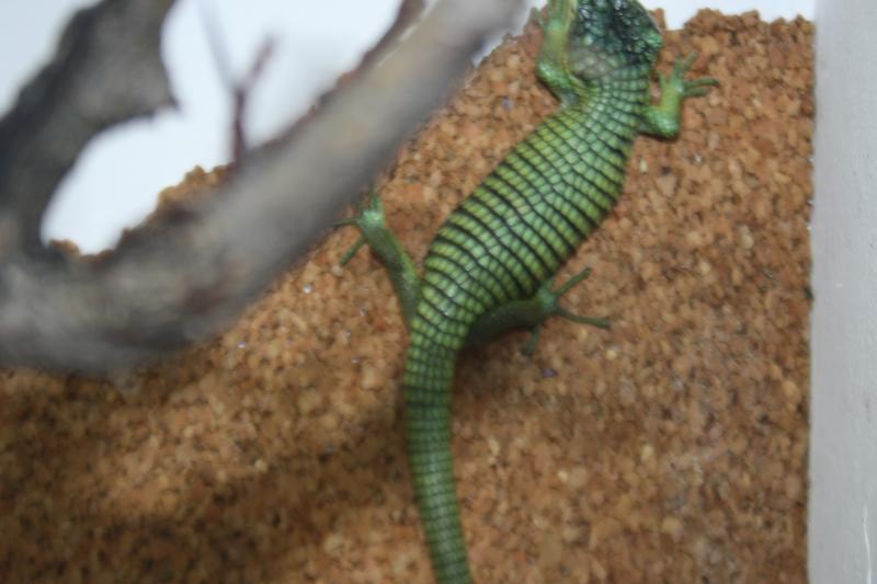 Abronia graminea