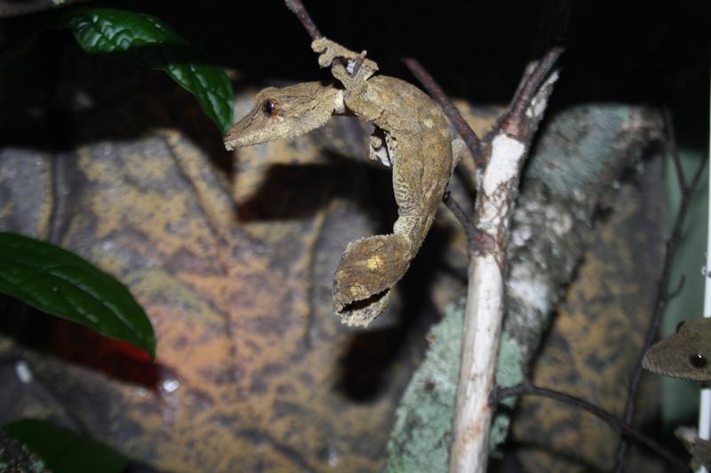 Uroplatus 