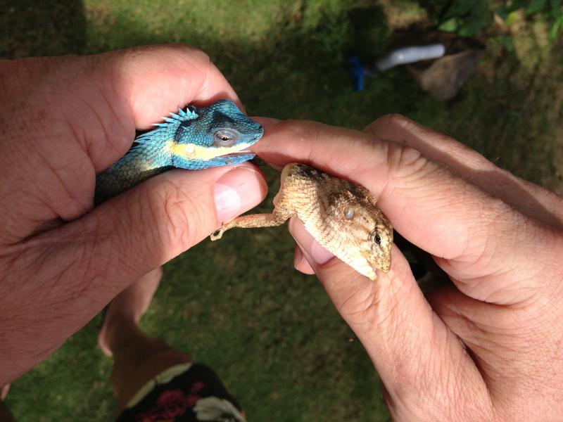 Calotes mystaceus