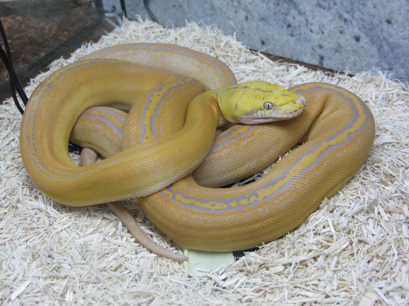 Purple Golden Child Reticulated Python