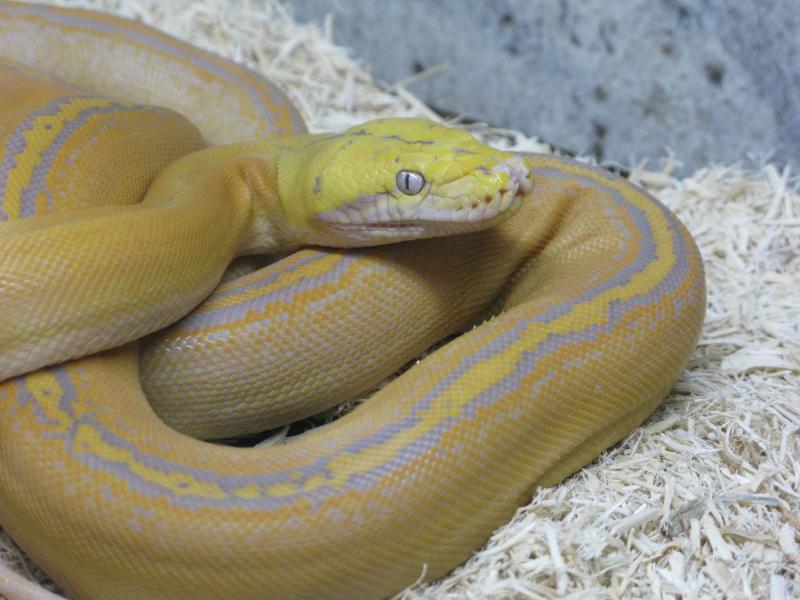 Purple Golden Child Reticulated Python