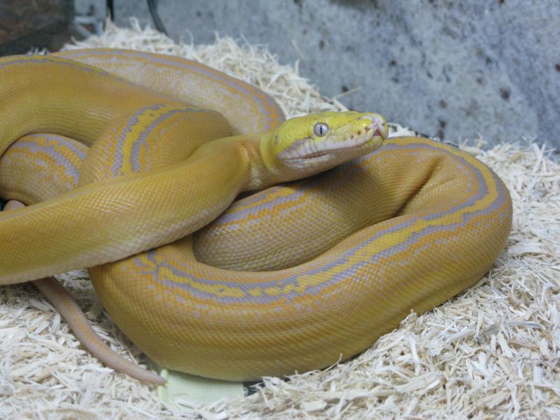 Purple Golden Child Reticulated Python