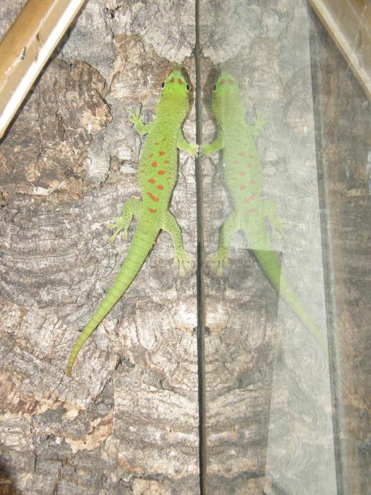 Phelsuma madagascariensis grandis, 4 месяца