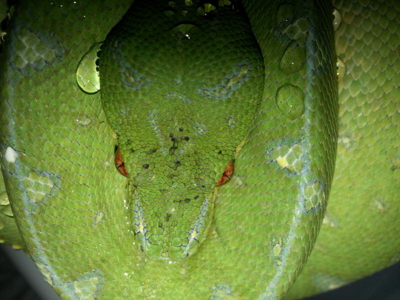 Morelia Viridis