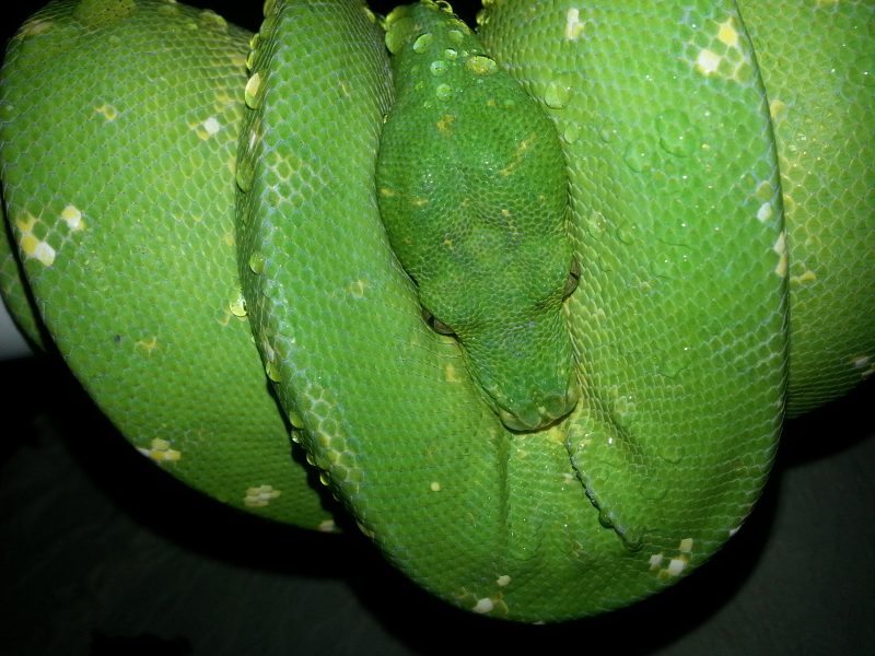 Morelia Viridis