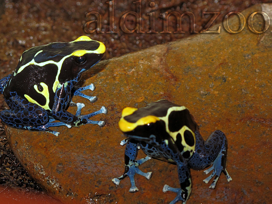 dendrobates tinktorius kobalt