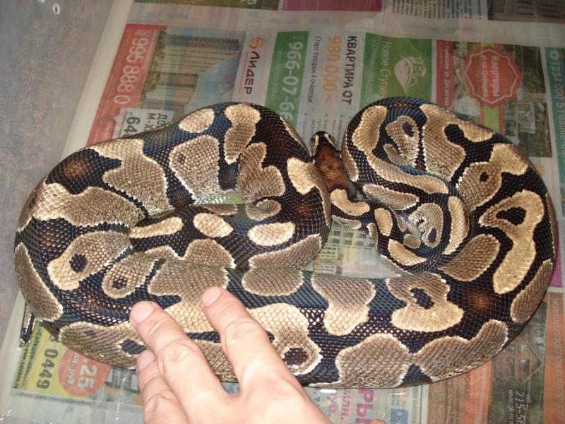 Ball python