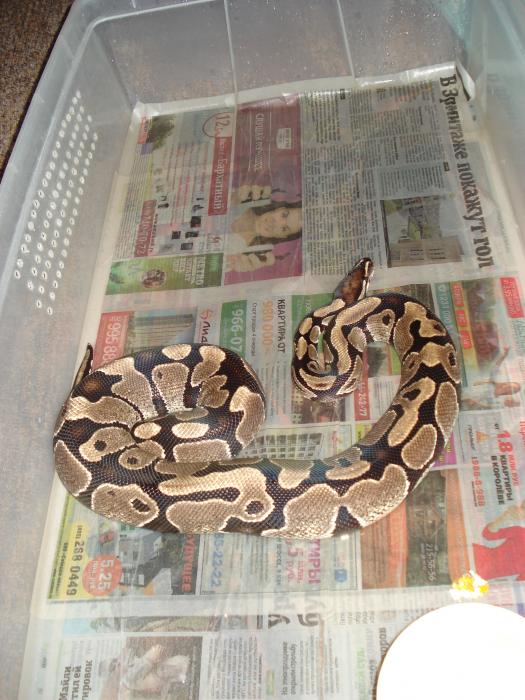 Ball python