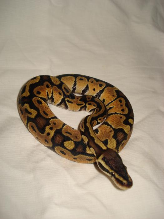 Ball python pastel