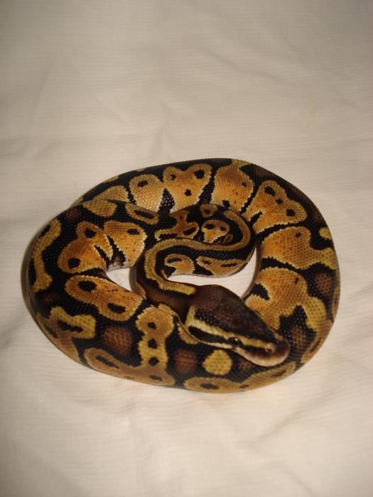 Ball python pastel