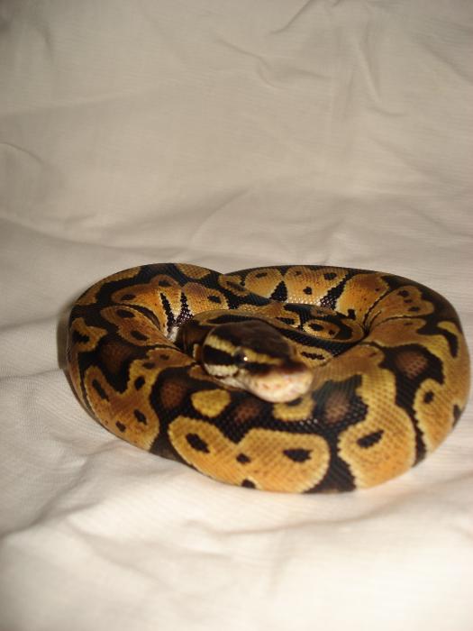 Ball python pastel