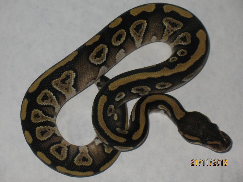 regius mojave