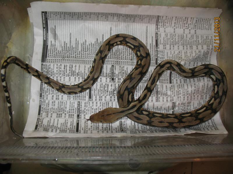 reticulatus tiger