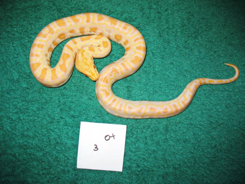 Pmb albino 0.1