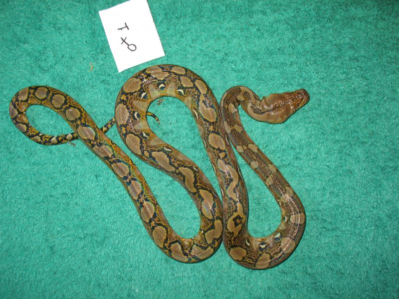 Pyton reticulatus 0.1 1