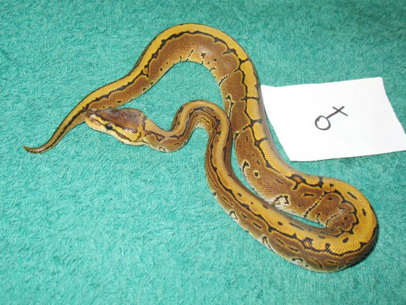 pinstripe het ghost