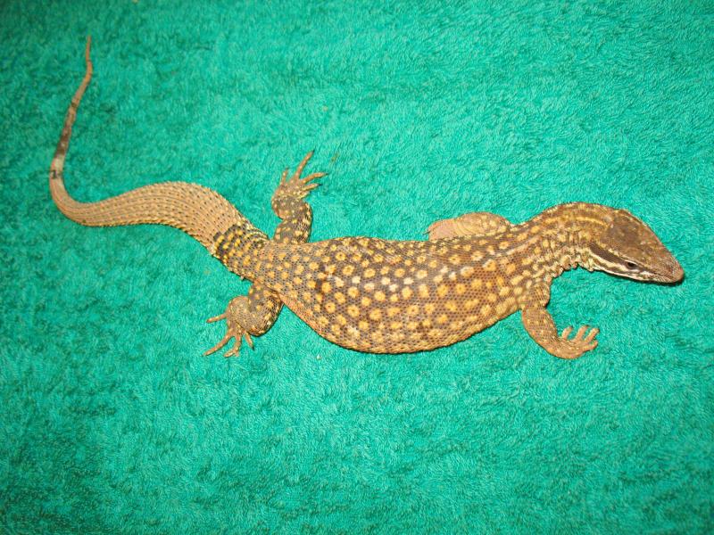 varanus acanturus